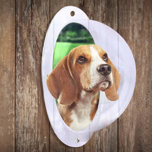 Perro Valla Ventana Domo Insertar Claro Gato Mascota Patio