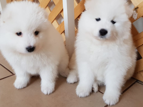 Samoyedos