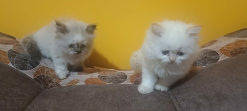 Imagen 3 de 10 de Hermosos Gatitos Persa