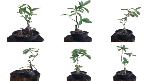 Arbolitos De Amate Para Bonsai O Crecimiento Costo Por Pieza