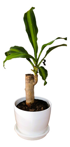 Planta Interior Palo De Agua C/maceta12 Premium Plato