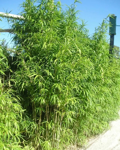 Bambú Japones - Arundinaria Japonica En 10lt 250cm Verde