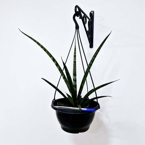 Planta Sansevieria Sp. Espada De São Jorge Japonesa New Way