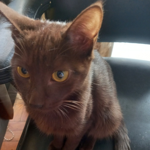 Imagen 2 de 4 de Gatitos Blancos En Adopción (leer Descripción)
