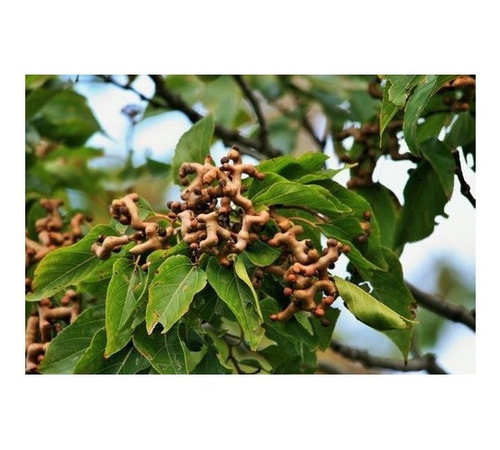 Bulbo Rizoma Mud De Uva Japonesa Hovenia Dulcis