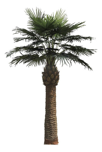 Palmeras Washingtonia