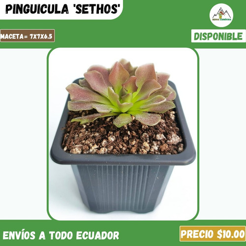 Plantas Carnívoras | Variedad De Géneros Y Especies