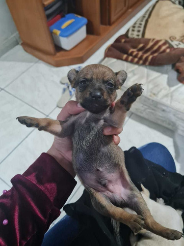 Imagem 3 de 3 de Filhotes De Pinscher N°3