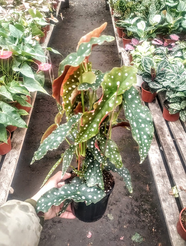 Begonia Maculata - Ala De Angel - Planta De Interior - M 12 Blanco