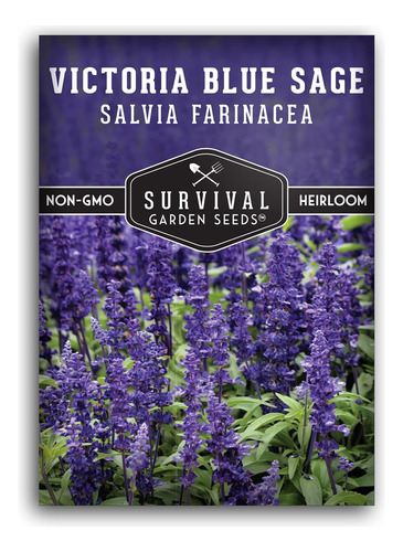 Semilla De Salvia Azul Victoria Para Plantar - Paquete Con I