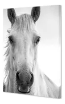 Comprar Cuadro Canvas Mirada Caballo Estilo Nordico 50x60 M Y C
