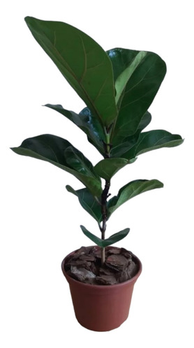 Ficus Lyrata - Pandurata (planta De Interior/exterior )