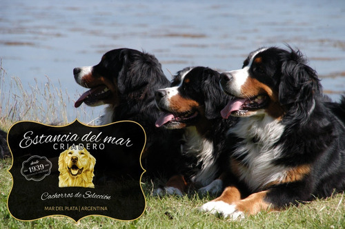 Cachorros Boyero De Berna - Somos Criadero Estancia Del Mar.
