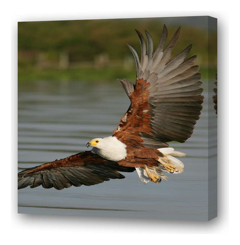 Cuadro 45x45cm Aves Aguila Volando Sobre El Rio Laguna
