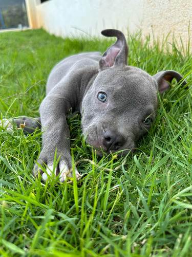 American Bully Hembra