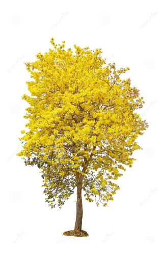  Arbol Lapacho Amarillo (tebebuia Aurea) Alt. 140cm Envios