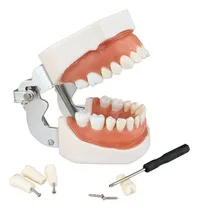 Comprar Modelo De Dientes 28 Dientes Dentales Modelo De Dientes