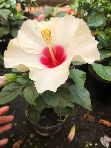 Muda De Hibisco Branco E Rosa No Vaso Com Flores - 35cm | Parcelamento sem  juros