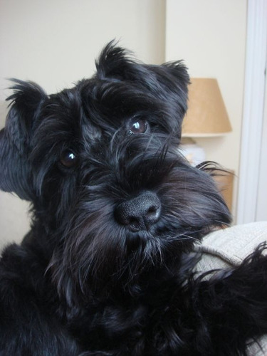 Schnauzer Miniatura Hembra Negro Libertad Lidia Sico