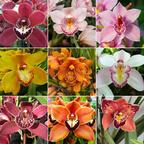 Mudas De Orquidea Cymbidium Kit C/6 Com Vaso