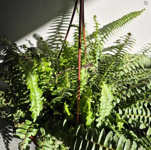 Helecho Californiano M Planta De Interior Y Exterior