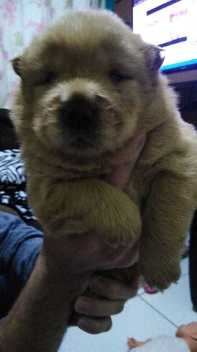 Imagem 2 de 3 de Vendo Filhotes De Chow Chow 043998706754 Só Via Zap