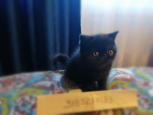 Gatos Exoticos Para Cria Y Mascota