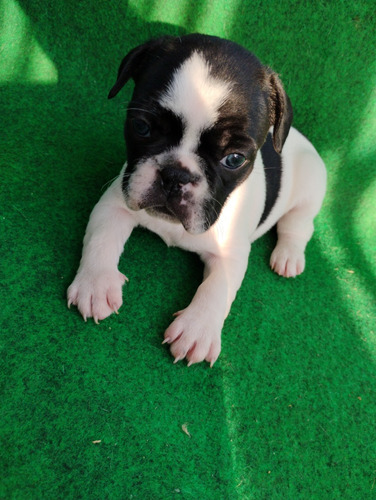Buldog Francês