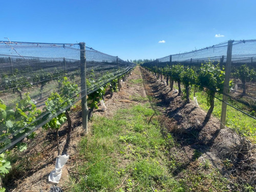 Venta De Finca Productiva En La Heras 31 Hs De Viñedos Y Riego Por Goteo
