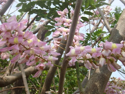 Cacahuananche
