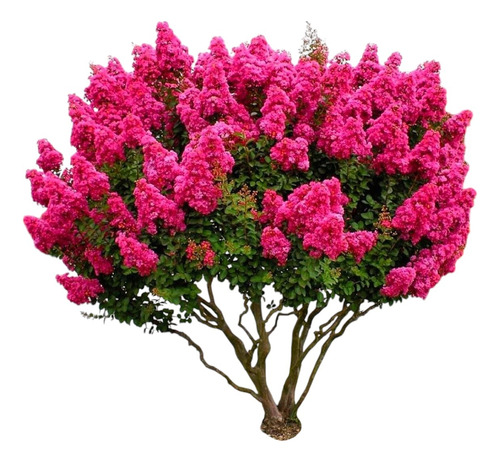 Árbol Júpiter Incluye Fertilizante + Manual De Cuidados Rosa Chicle