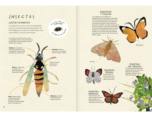 Imagen 2 de 7 de Explora Tu Mundo Al Natural - Amanuta - Libros Árbol Rojo