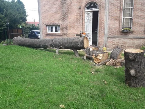Poda Y Extraccion De Arboles Zona Sur