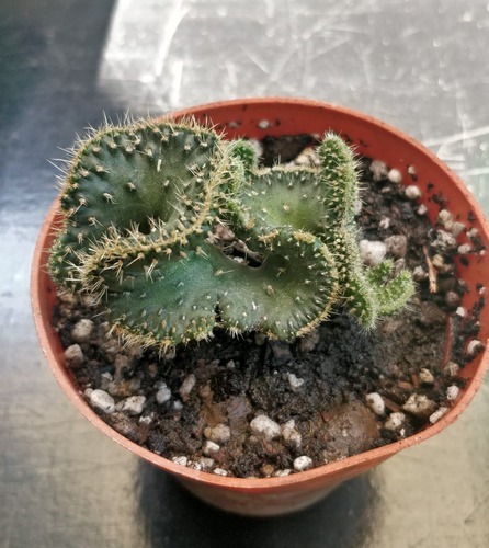 Austrocylindropuntia Crestada