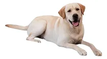Comprar Cama Indestructible Para Perros Grandes, Con Espuma Y Funda
