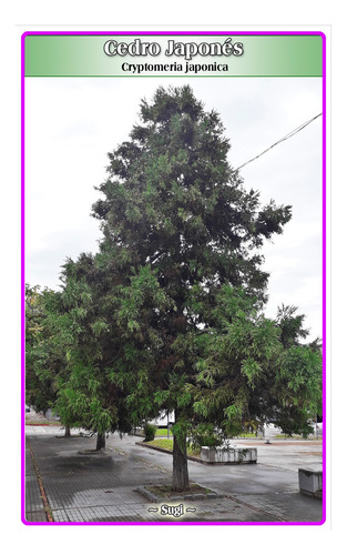 Semillas De Cedro Japonés (cryptomeria Japonica)