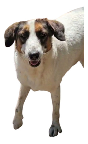 Estela, Cruza Collie, Belleza, 1 Añito Y 10 Meses, Adopcion.