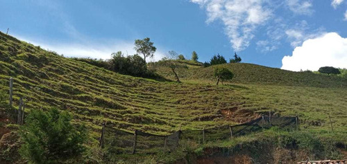 Imagen 7 de 9 de Linda Finca18 Hectareas En Abejorral Con Cultivo Pequeño