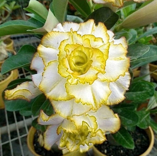 Adenium Color Amarillo Combinado +  Fertilizante De Regalo