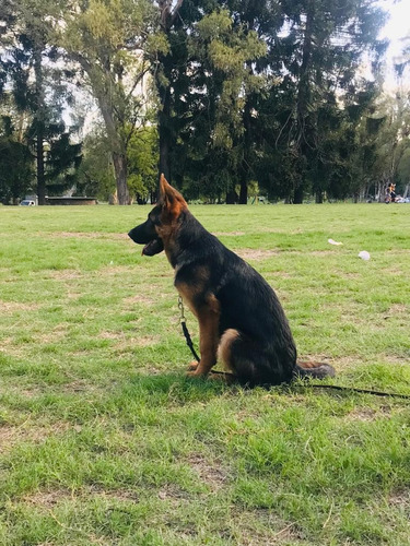 Ovejero Aleman Tatuados 17 Meses