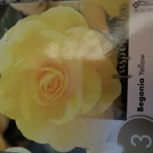 Begonias Amarillas | MercadoLibre