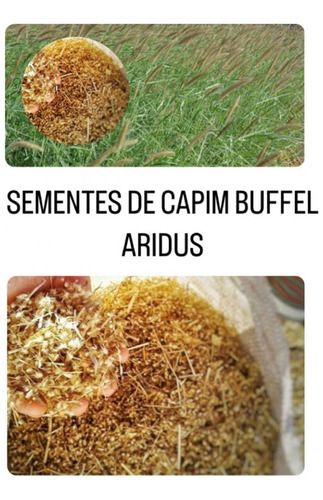 Capim Buffel Aridus 5kg Sementes