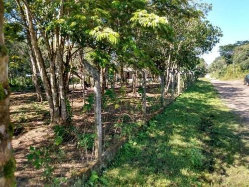 Imagem 7 de 14 de Chácara No Jardim Coronel Em Itanhaém