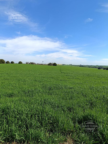 Campo En  Barker, Colonia. 