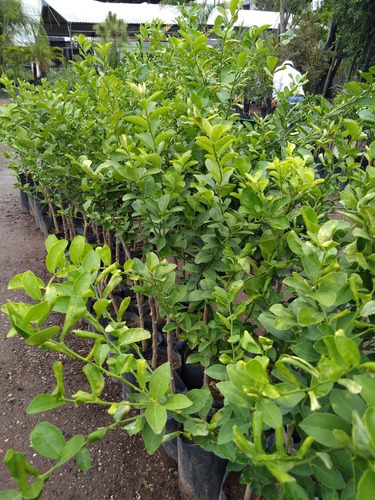 Plantas De Limón Mexicano Paquete De 50