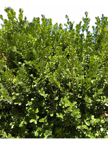 X3 Buxus Cerco Vivo Perimetral - Arbustos - Plantas