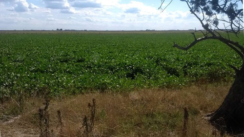 Imagen 9 de 17 de Campo Mixto En Carlos Tejedor De 177 Has - Oportunidad Retasado! Excelente Renta