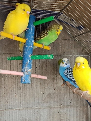 Pericos Australianos Multicolores