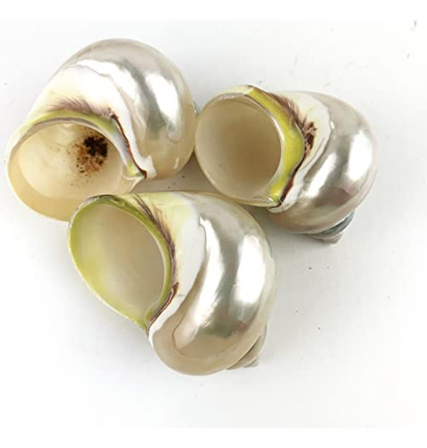 3 Conchas Grandes De Cangrejo Ermitaño Conchas Turbo Conchas