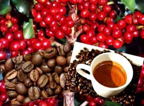80 Sementes Café Arábica Resistente À Seca Pragas E Doenças